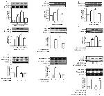 ATG5 Antibody in Western Blot (WB)