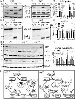 ATG3 Antibody in Western Blot (WB)