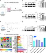 MMP12 Antibody in Western Blot (WB)