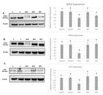 SOD2 Antibody in Western Blot (WB)