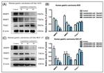 MMP2 Antibody in Western Blot (WB)