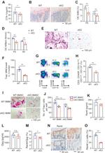 CD3 Antibody in Flow Cytometry (Flow)