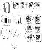 CD11b Antibody in Flow Cytometry (Flow)