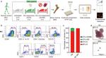 CD34 Antibody in Flow Cytometry (Flow)