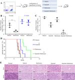 CD34 Antibody in Flow Cytometry (Flow)