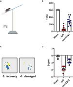 CD47 Antibody in Inhibition Assays (IA)