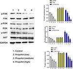 PI3K p85 alpha Antibody in Western Blot (WB)