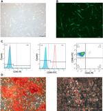 CD90.1 (Thy-1.1) Antibody in Flow Cytometry (Flow)