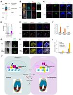 Nanog Antibody in Immunocytochemistry (ICC/IF)