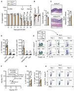 IL-10 Antibody in Flow Cytometry (Flow)