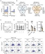 IL-10 Antibody in Flow Cytometry (Flow)