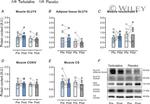 GLUT4 Antibody in Western Blot (WB)