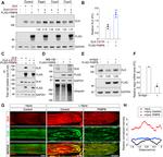 ZPK Antibody in Western Blot, Immunohistochemistry (WB, IHC)