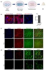 DDR2 Antibody in Immunocytochemistry (ICC/IF)