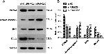 PSMC2 Antibody in Western Blot (WB)