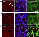 FRZB Antibody in Immunohistochemistry (Frozen) (IHC (F))