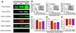 Thrombospondin 1 Antibody in Western Blot (WB)