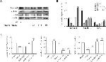 Occludin Antibody in Western Blot (WB)