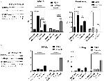 PPAR alpha Antibody in Western Blot (WB)