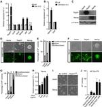 alpha Tubulin Antibody in Western Blot (WB)