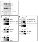 beta-Arrestin 2 Antibody in Western Blot (WB)