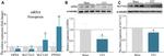 SLC7A11 Antibody in Western Blot (WB)