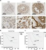 PAFAH1B3 Antibody in Immunohistochemistry (IHC)