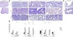 FOXJ1 Antibody in Immunohistochemistry (IHC)