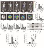 iNOS Antibody in Flow Cytometry (Flow)