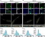 Ankyrin G Antibody in Immunocytochemistry (ICC/IF)