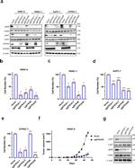 EFR3B Antibody in Western Blot (WB)