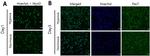 PAX7 Antibody in Immunocytochemistry (ICC/IF)