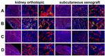 Endomucin Antibody in Immunohistochemistry (IHC)