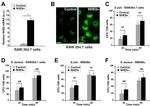 SLC9A9 Antibody in Immunocytochemistry (ICC/IF)