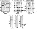 Mouse IgG (H+L) Highly Cross-Adsorbed Secondary Antibody in Western Blot (WB)