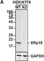 Mouse IgG (H+L) Highly Cross-Adsorbed Secondary Antibody in Western Blot (WB)