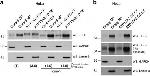 Goat IgG (H+L) Secondary Antibody in Western Blot (WB)