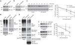 Goat IgG (H+L) Secondary Antibody in Western Blot (WB)