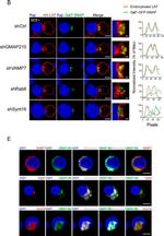 Human IgG (H+L) Cross-Adsorbed Secondary Antibody in Immunocytochemistry (ICC/IF)