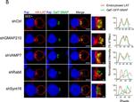 Human IgG (H+L) Cross-Adsorbed Secondary Antibody in Immunocytochemistry (ICC/IF)