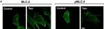 Mouse IgG (H+L) Highly Cross-Adsorbed Secondary Antibody in Immunocytochemistry (ICC/IF)