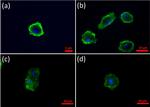 Rabbit IgG (H+L) Highly Cross-Adsorbed Secondary Antibody in Immunocytochemistry (ICC/IF)