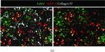 Rat IgG (H+L) Highly Cross-Adsorbed Secondary Antibody in Immunohistochemistry (Frozen) (IHC (F))