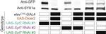 Rabbit IgG (H+L) Highly Cross-Adsorbed Secondary Antibody in Western Blot (WB)