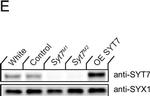 Rabbit IgG (H+L) Highly Cross-Adsorbed Secondary Antibody in Western Blot (WB)