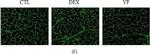 Mouse IgG1 Cross-Adsorbed Secondary Antibody in Immunohistochemistry (IHC)