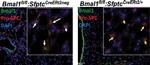 Rabbit IgG (H+L) Highly Cross-Adsorbed Secondary Antibody in Immunohistochemistry (Paraffin) (IHC (P))