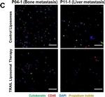 Mouse IgG (H+L) Cross-Adsorbed Secondary Antibody in Immunocytochemistry (ICC/IF)