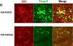 Rat IgG (H+L) Cross-Adsorbed Secondary Antibody in Immunohistochemistry (Frozen) (IHC (F))