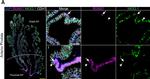 Goat IgG (H+L) Cross-Adsorbed Secondary Antibody in Immunohistochemistry (Paraffin) (IHC (P))